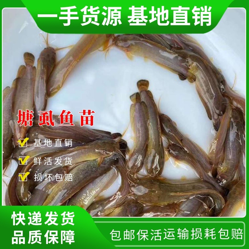 鲶鱼苗塘虱鱼苗本地三黄塘鲺鱼苗苗场直供品质好