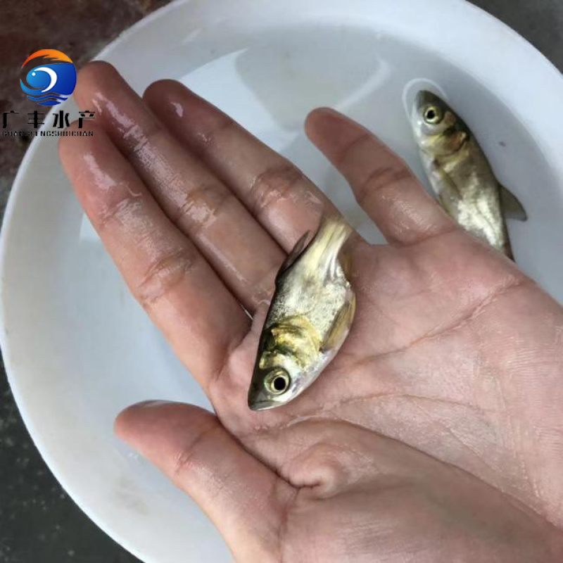 优质缩骨大头鱼成活率高投入低收益高全国发货