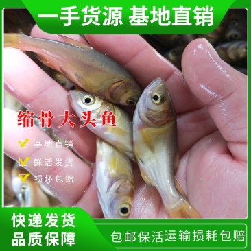 优质缩骨大头鱼成活率高投入低收益高全国发货