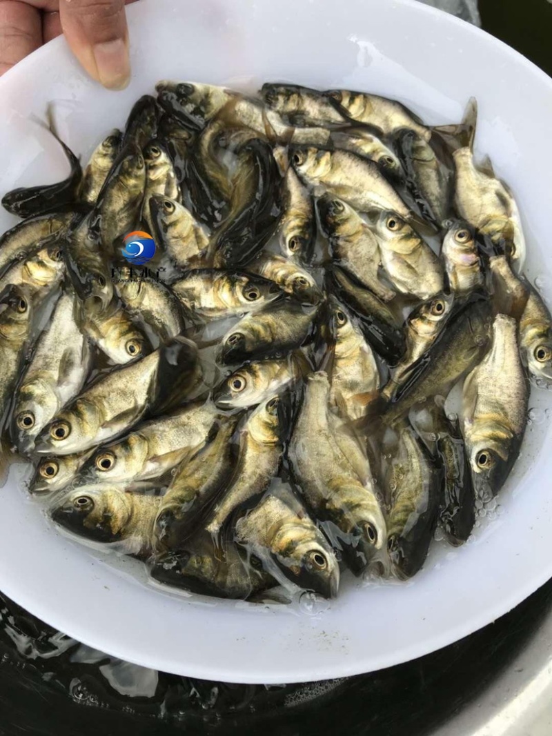 优质缩骨大头鱼成活率高投入低收益高全国发货
