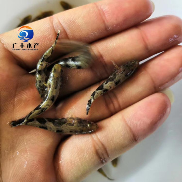 笋壳鱼苗杂交笋壳鱼苗量大从优,质量保证