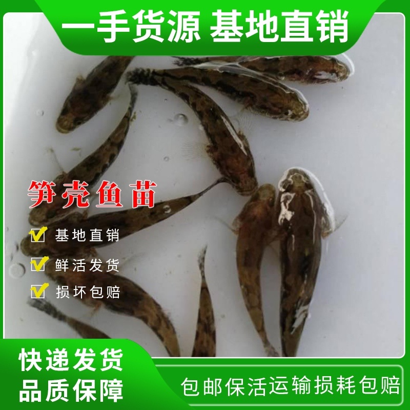 笋壳鱼苗杂交笋壳鱼苗量大从优，质量保证