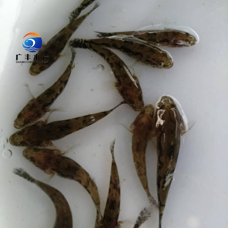 笋壳鱼苗杂交笋壳鱼苗量大从优，质量保证