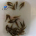 笋壳鱼苗杂交笋壳鱼苗量大从优,质量保证