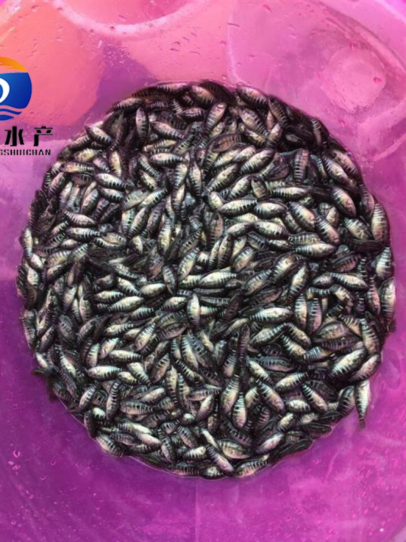淡水石斑鱼苗基地发货一手货源价格实惠包技术指导
