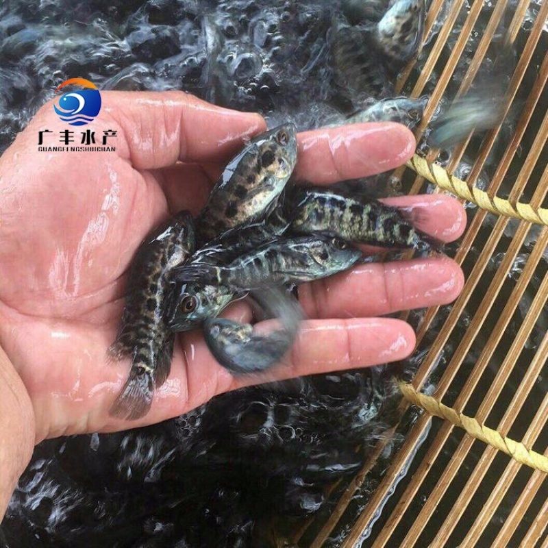 淡水石斑鱼苗基地发货一手货源价格实惠包技术指导