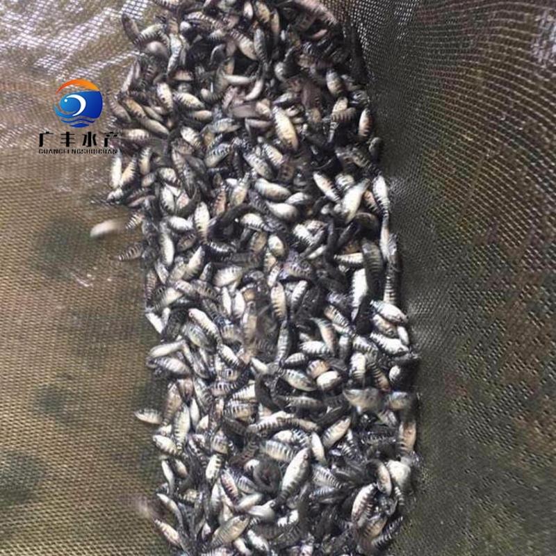 淡水石斑鱼苗基地发货一手货源价格实惠包技术指导