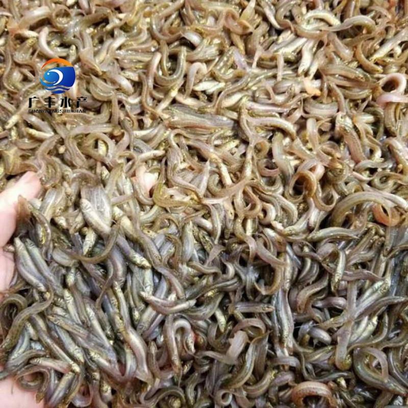 泥鳅鱼苗一手货源精品发货大量现货量大从优