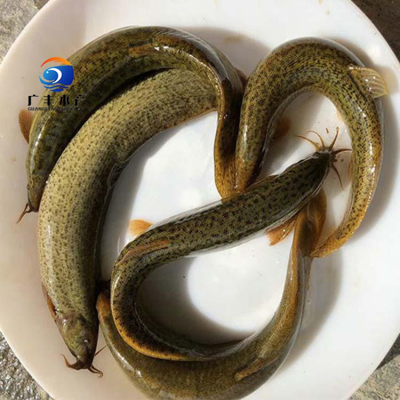 泥鳅鱼苗一手货源精品发货大量现货量大从优