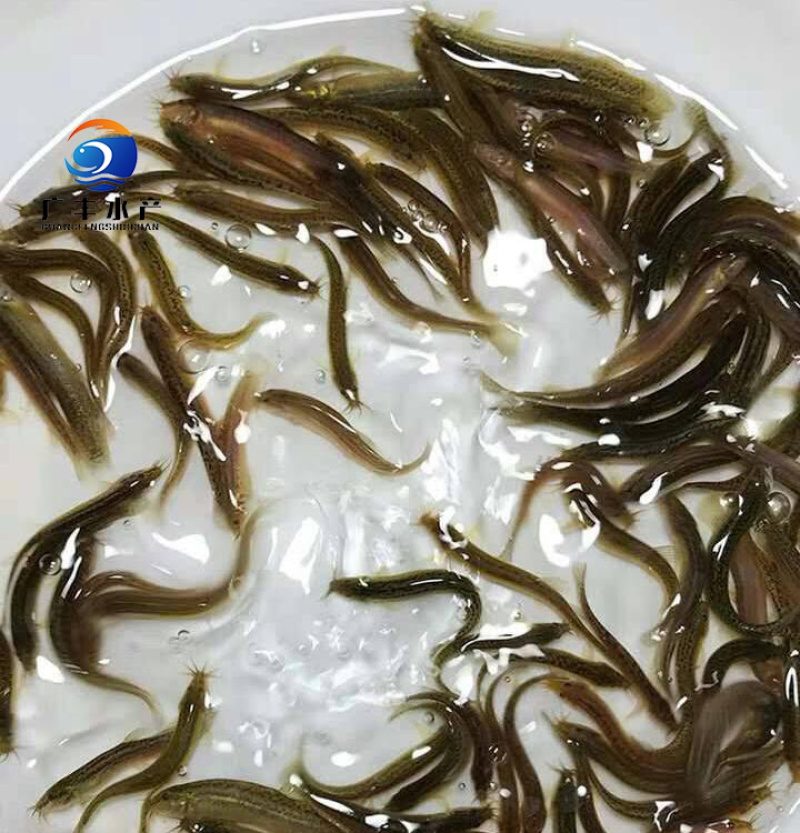 泥鳅鱼苗一手货源精品发货大量现货量大从优
