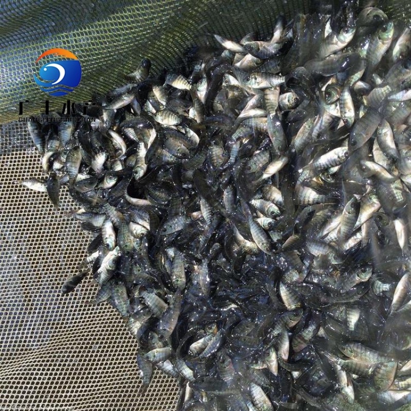 罗非鱼苗海南壹号罗非鱼包技术指导量大从优全国发货