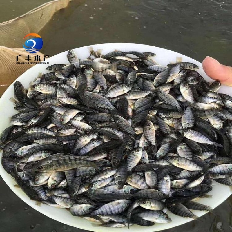 罗非鱼苗海南壹号罗非鱼包技术指导量大从优全国发货