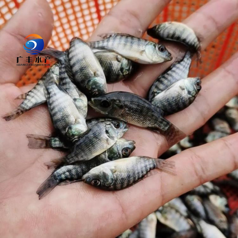 罗非鱼苗海南壹号罗非鱼包技术指导量大从优全国发货