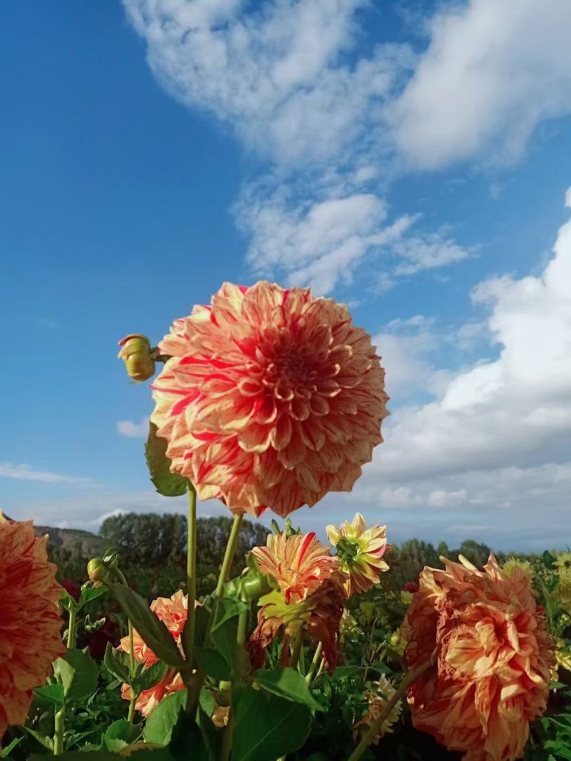 精品，甘肃省定西市临洮县洮阳镇大丽花苗绿化小区庭院