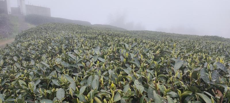2021年福鼎白茶牡丹王