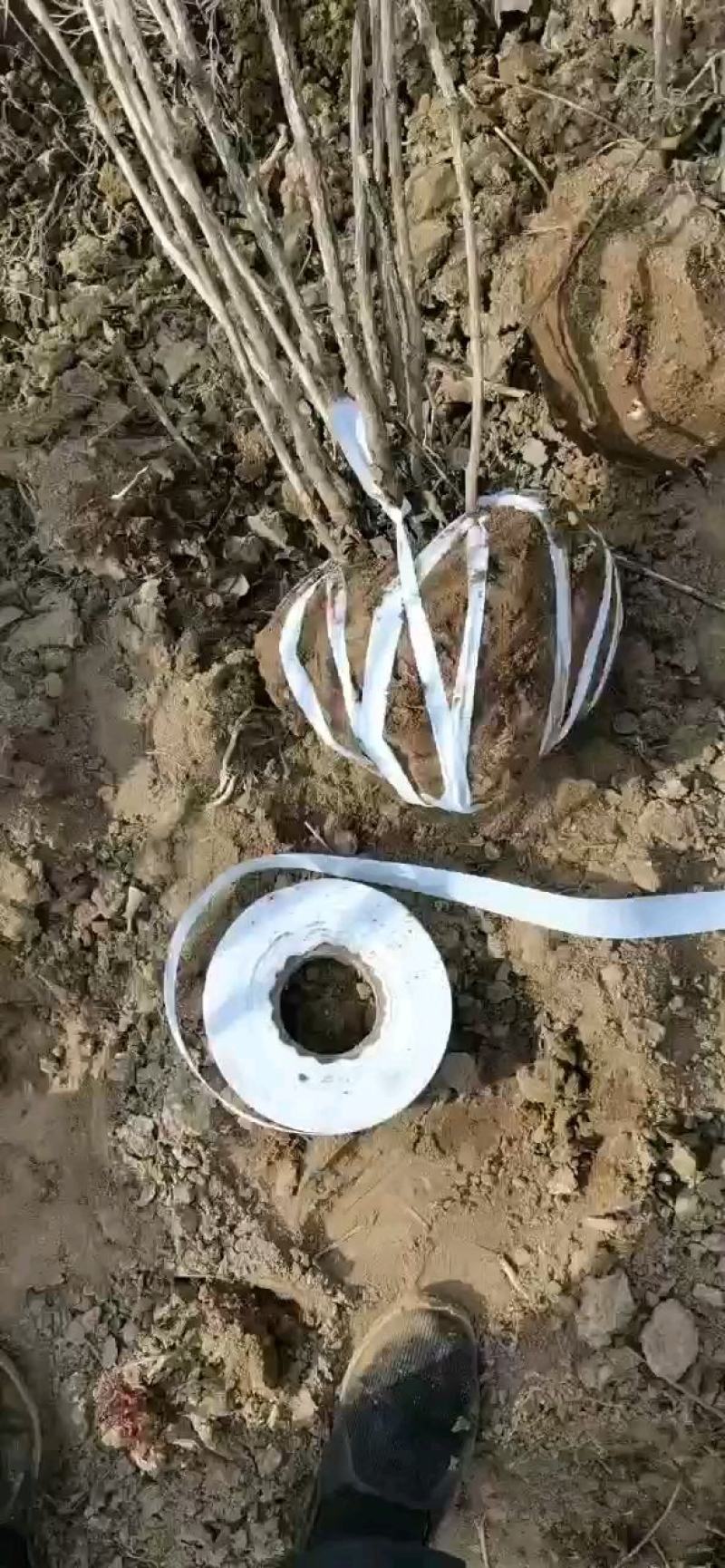 甘肃省定西市临洮县紫斑牡丹苗绿化荒山小区