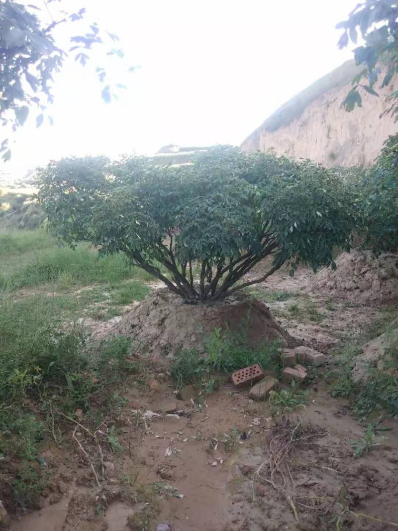 甘肃省定西市临洮县紫斑牡丹苗绿化荒山小区
