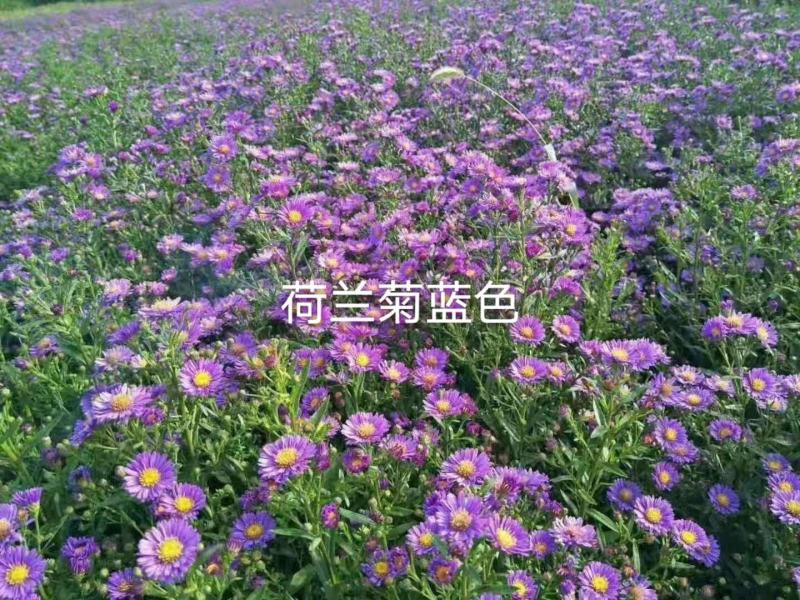 荷兰菊，精品荷兰菊大量供应欢迎老板进店选购装杯