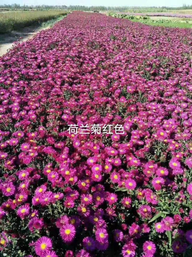 荷兰菊，精品荷兰菊大量供应欢迎老板进店选购装杯