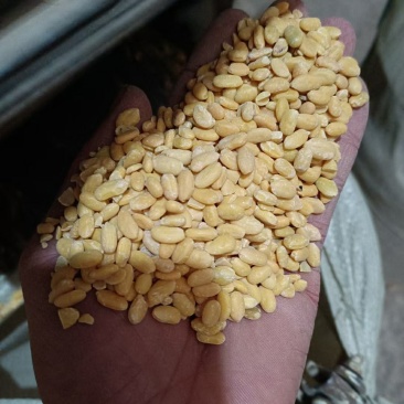 黑豆仁，脱皮黑豆仁内行都懂的全国发货