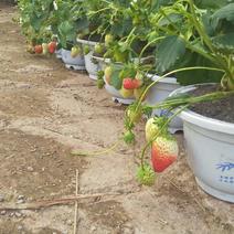 草莓盆栽盆景苗土球苗，有红颜、玫瑰香，多花多果