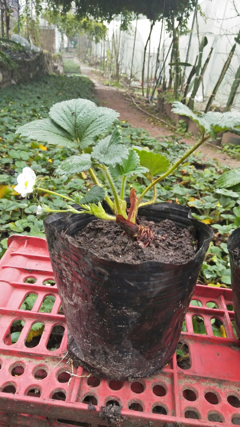 草莓盆栽盆景苗带花果带土球红颜章姬幸香甘露朔丽