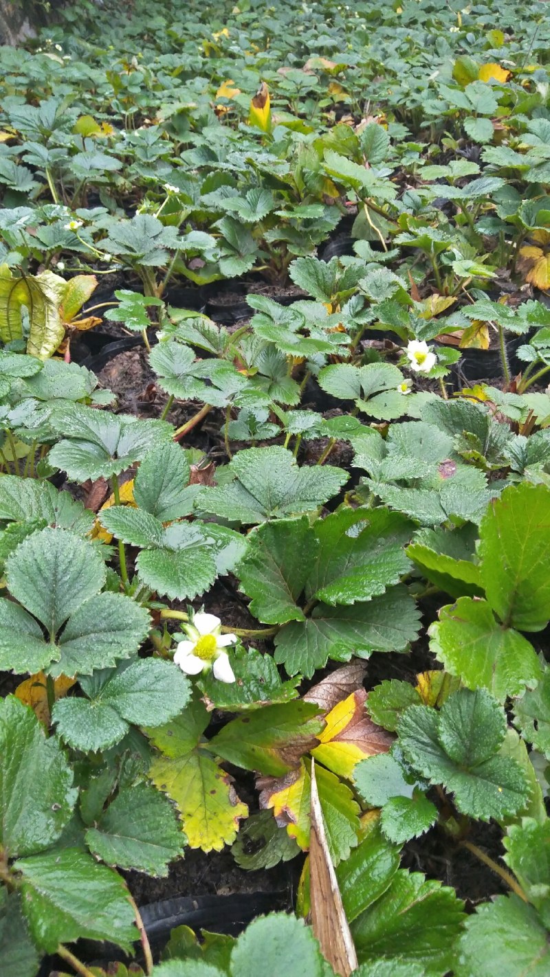 草莓盆栽盆景苗带花果带土球红颜章姬幸香甘露朔丽