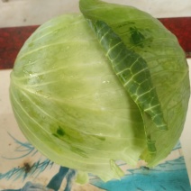 我们经营甘兰大量共应