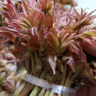 香春芽，香味扑鼻，天然