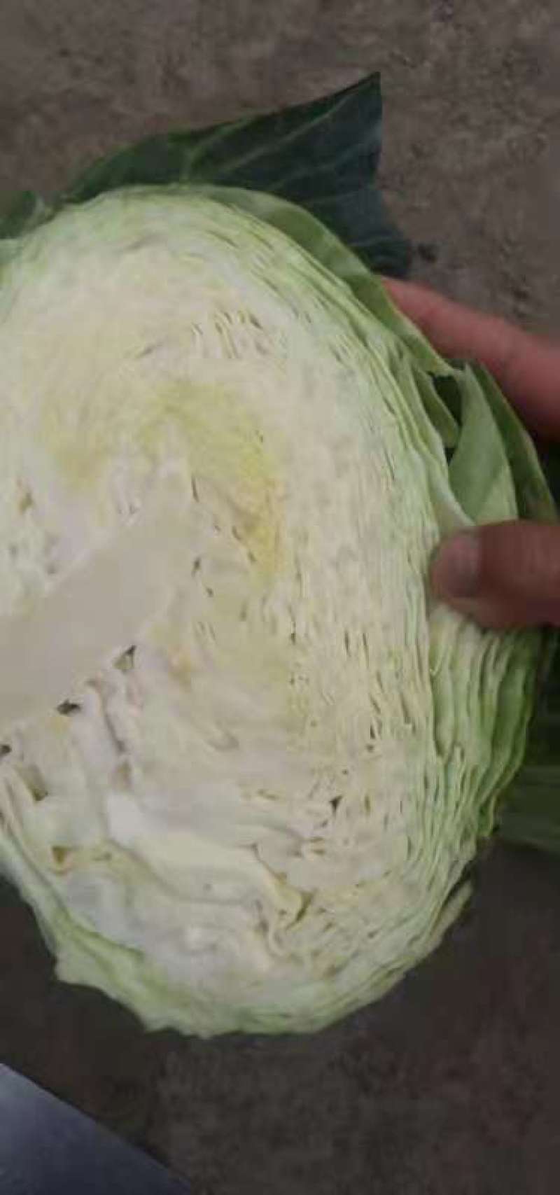 包菜平包，一手货源产地直供