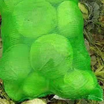 包菜平包，一手货源产地直供