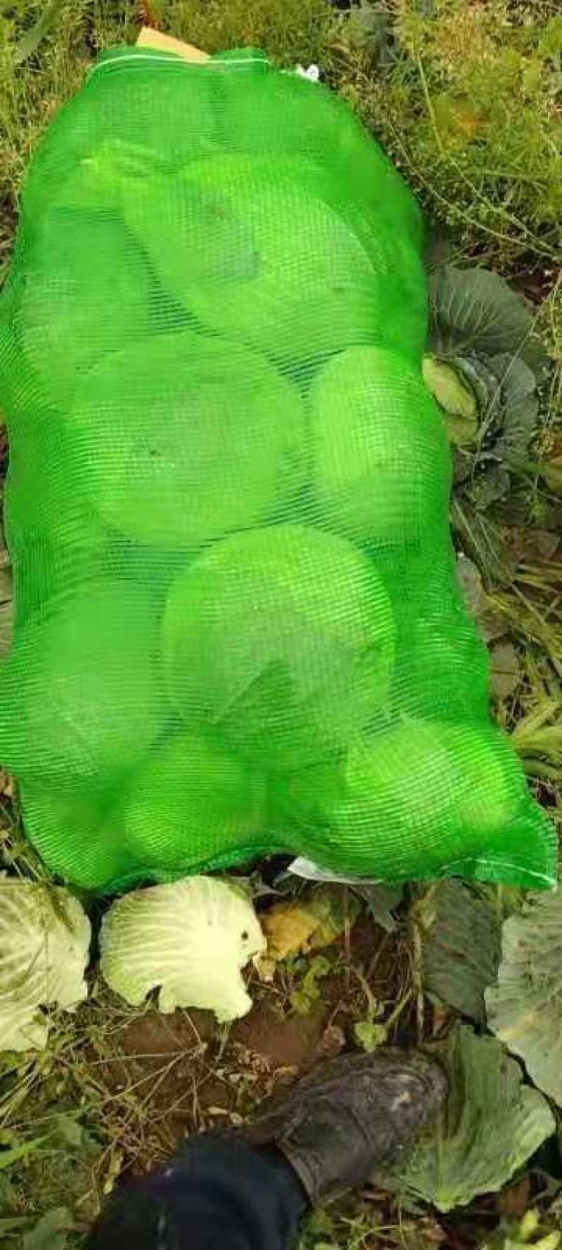 包菜平包，一手货源产地直供