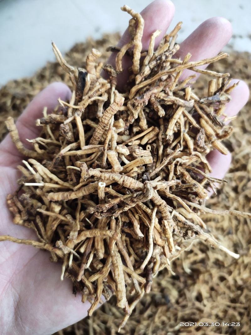 【文斌药业】远志炙远志统装货抽芯率百分之50地道药材