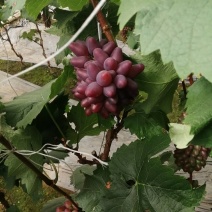 茉莉香，着色香葡萄口感好，味香感觉，大量上市，