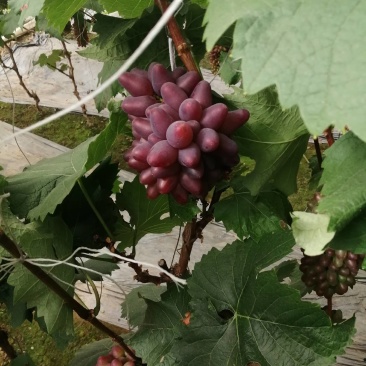 茉莉香，着色香葡萄口感好，味香感觉，大量上市，