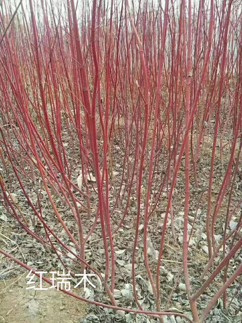红瑞木，北方红瑞木，不怕冻的红瑞木不怕冻的红瑞木，分枝好