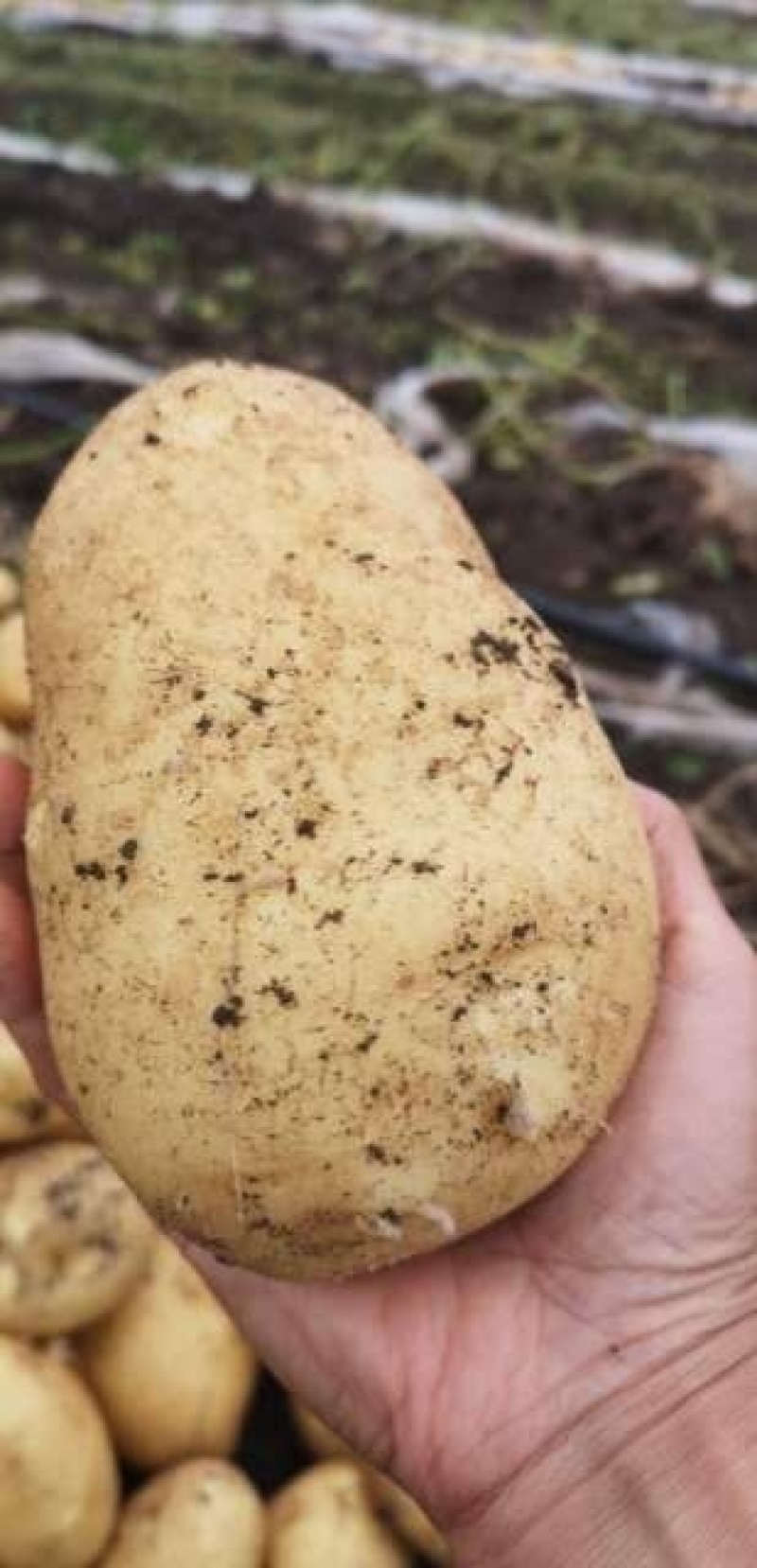 牡丹江尤金885土豆农产品代办