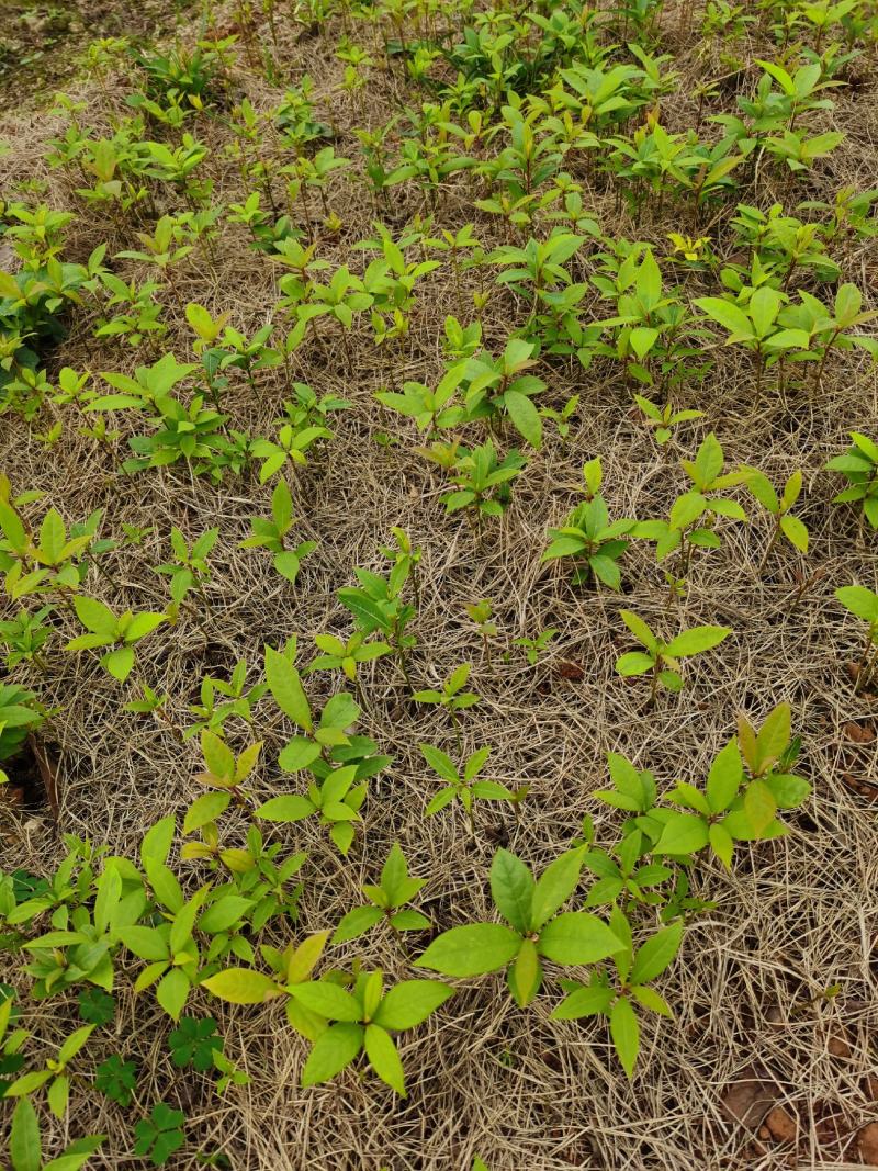 金丝楠木小苗，属小叶桢楠，根须较好，无病虫，欢迎联系