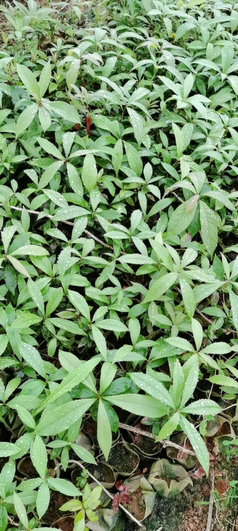 金丝楠木小苗，属小叶桢楠，根须较好，无病虫，欢迎联系