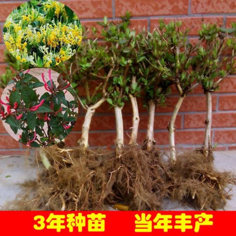 四季金银花苗盆栽地栽品种齐全现挖保湿发货