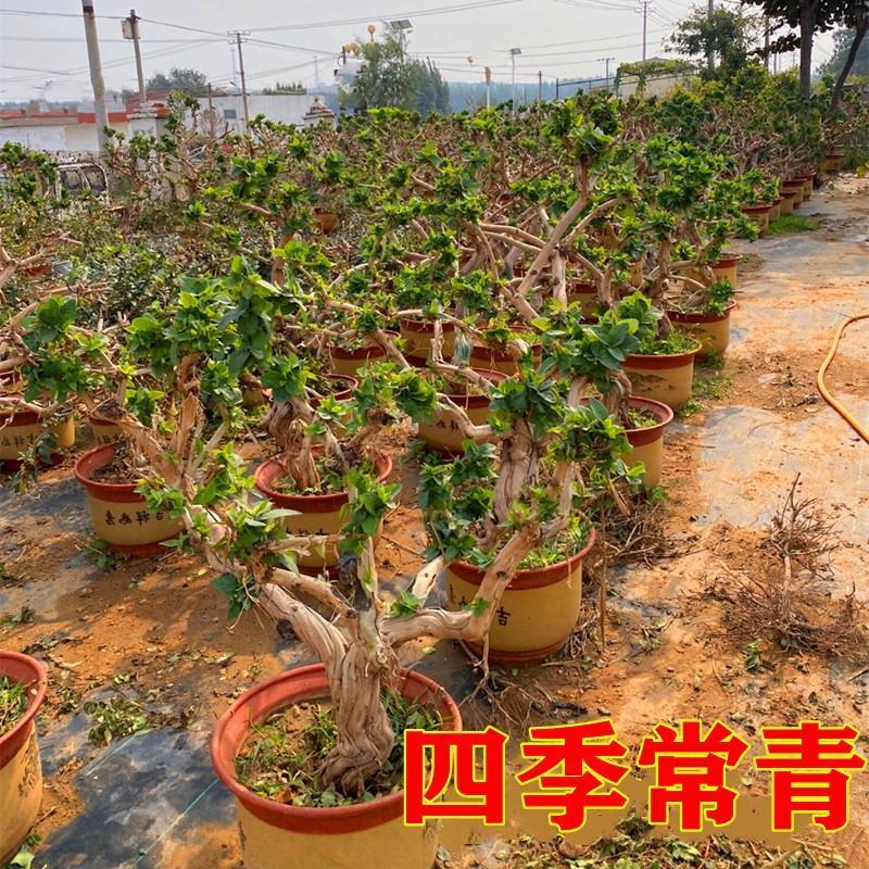 四季金银花苗盆栽地栽品种齐全现挖保湿发货