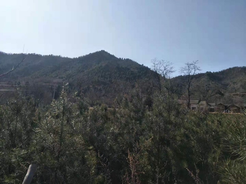 露天白皮松一米七八自家种植绿化苗木