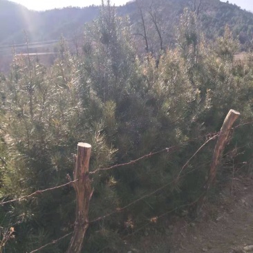 露天白皮松一米七八自家种植绿化苗木