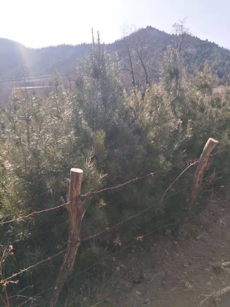 露天白皮松一米七八自家种植绿化苗木