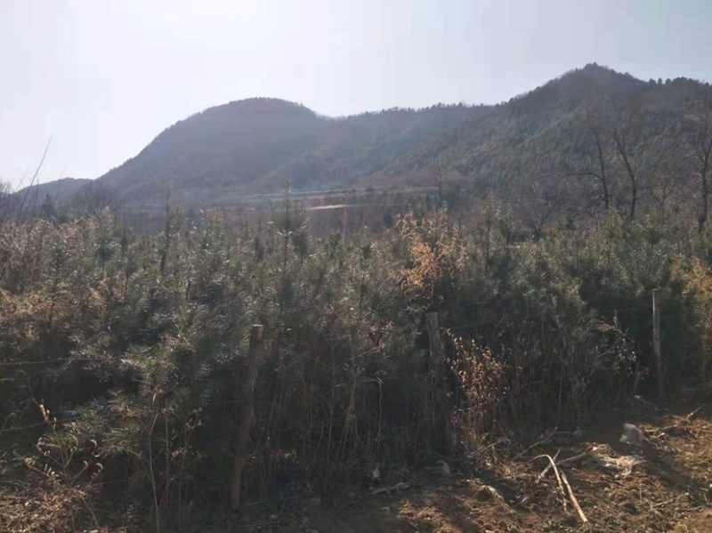 露天白皮松一米七八自家种植绿化苗木
