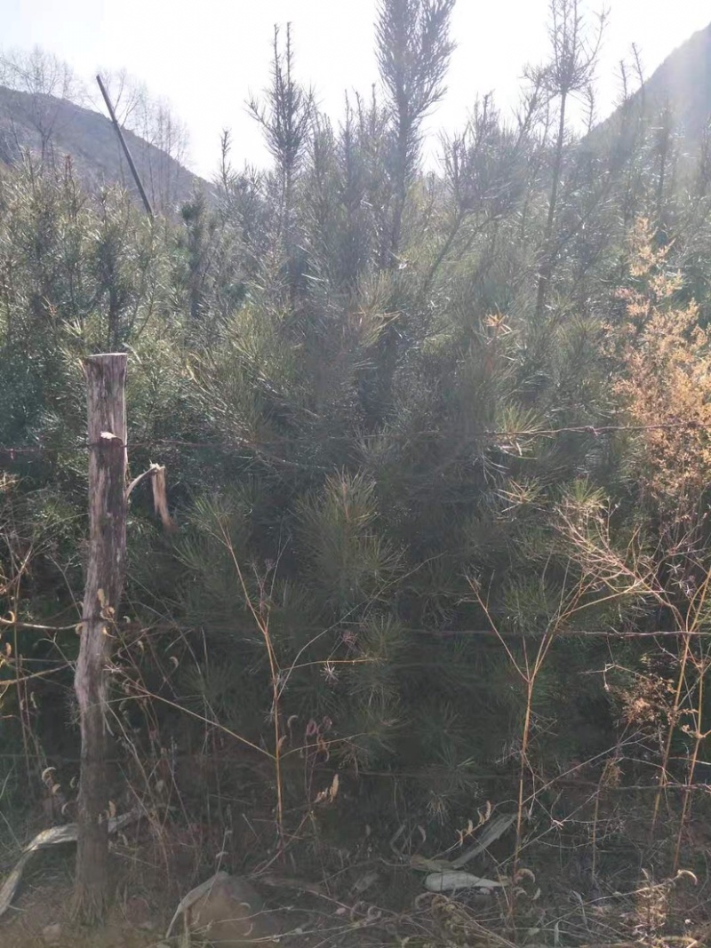 露天白皮松一米七八自家种植绿化苗木