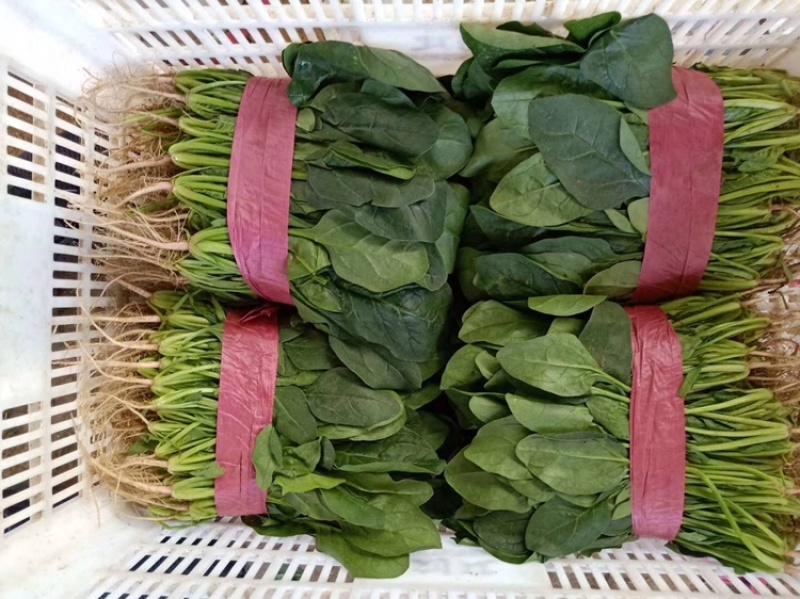 优质大棚菠菜大量上市质优价低