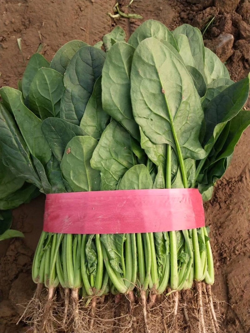优质大棚菠菜大量上市质优价低