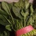 优质大棚菠菜大量上市质优价低