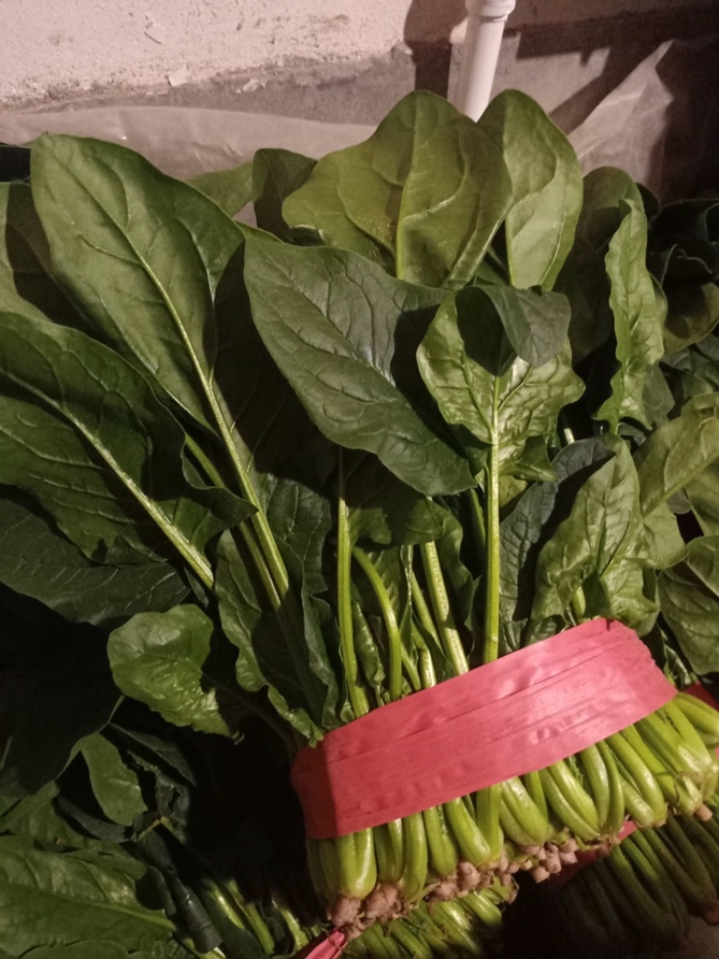 优质大棚菠菜大量上市质优价低